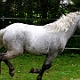 Spanish Norman Horse 1 (31)